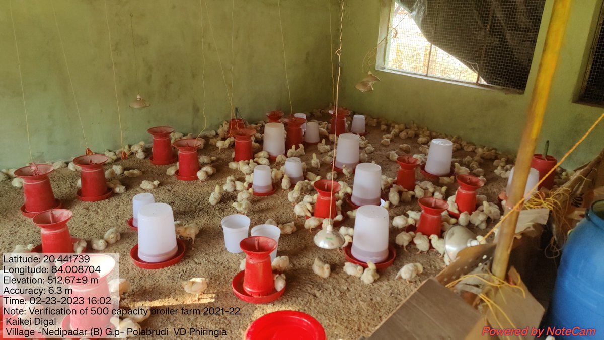 OvsaKandhamal's tweet photo. Grounding of 500broiler chicks in Nedipadar(B) and Lampadar of Phiringia block in the presence of I/c BVO, VAS(MVU) &BPC for verification towards 2nd phase subsidy release.#Stateplan #ARDDept @CMO_Odisha @dahvsodisha @farddept @DMKandhamal @rajaaswain @MoSarkar5T @SecyChief https://t.co/HLtSJqDZe0