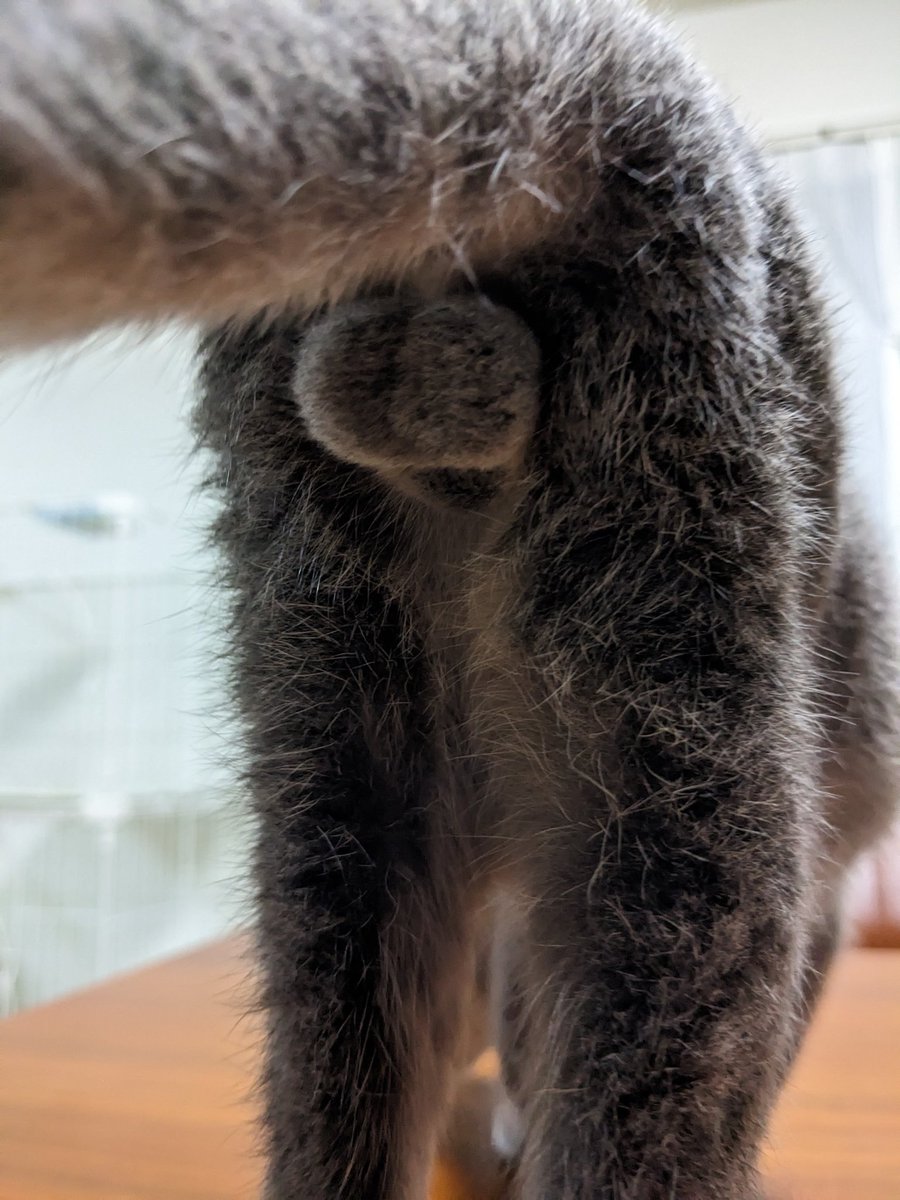 にゃんたま様 にゃんたま - Search / X