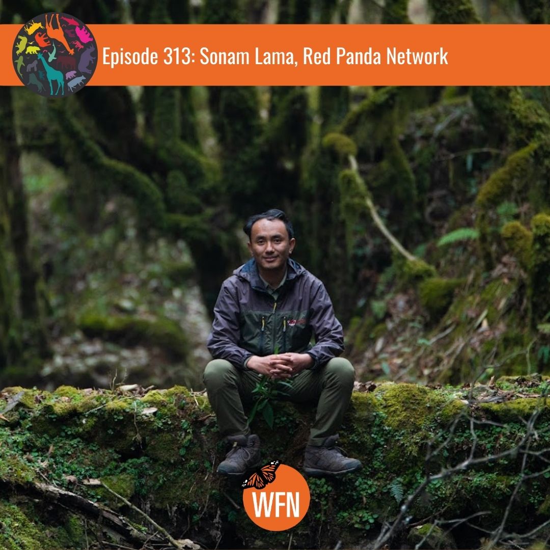 "I'm very grateful to the Whitley Fund for Nature for recognising our groundwork of red panda conservation"
- Sonam Lama, 2022 Whitley Award winner 🦋

🎙️ Tune in to @allcreaturespod to hear more about Sonam's story and his incredible work protecting Nepal's red pandas.