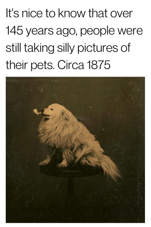 Never not funny

Let’s see your silly dog pics!

#DogLover #DogPics #SillyDogs #Dog #VintageDog #GoodDog #DogMom #DogTraining #DogTrainer