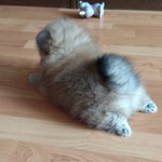 ポメラニアンのスプルート!健康に良いとされている!