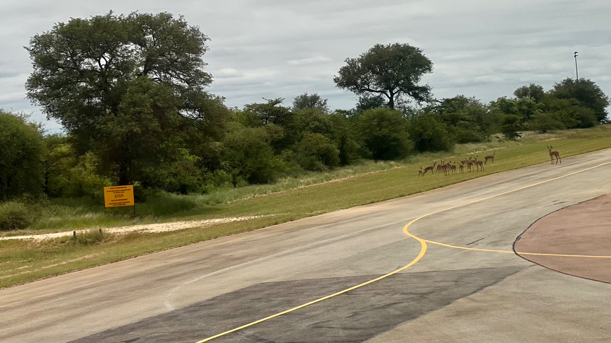 zepyaf's tweet image. Only in South Africa 🇿🇦 you find Impalas on the taxiway 😆
