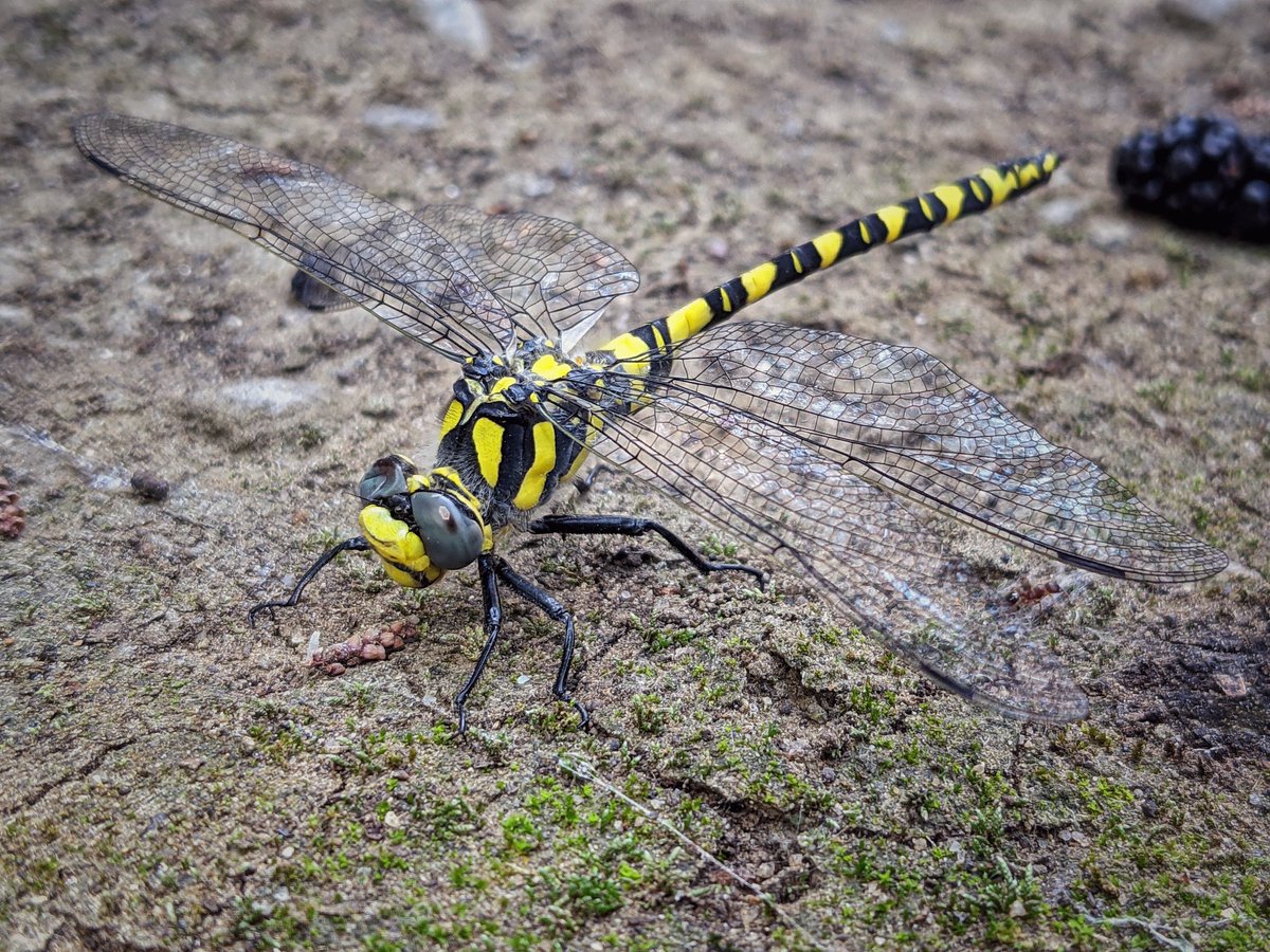 The dragonfly is trying to catch a sunbeam
.
.
.
#tbilisi #georgia #teampixel #dragonfly #insect #photography #yellow #sunlight #resting #long #eyes #summer #life #mobilephotography #pixelphones #pixel7pro #postcardsfromtheworld #aroundtheworld #googlelocalguides #googlephotos