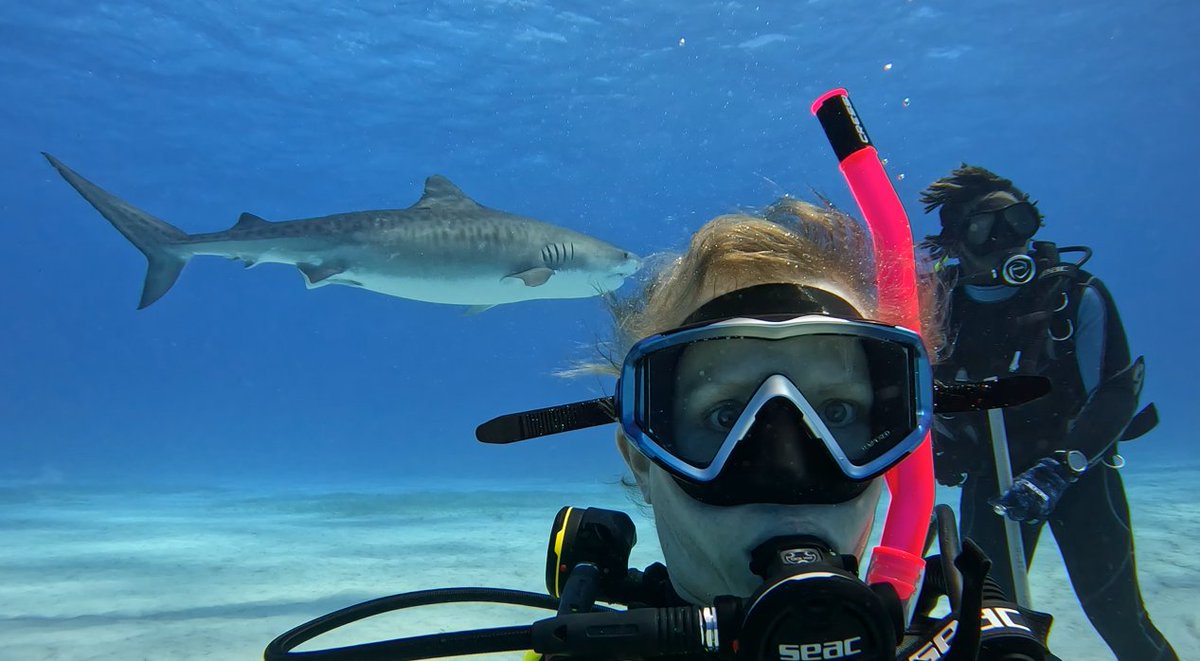 I survived Day 1 at Tiger Beach. At least 8 different tiger sharks in 2 dives. Amazing videos to come! #Bahamas #TigerBeach