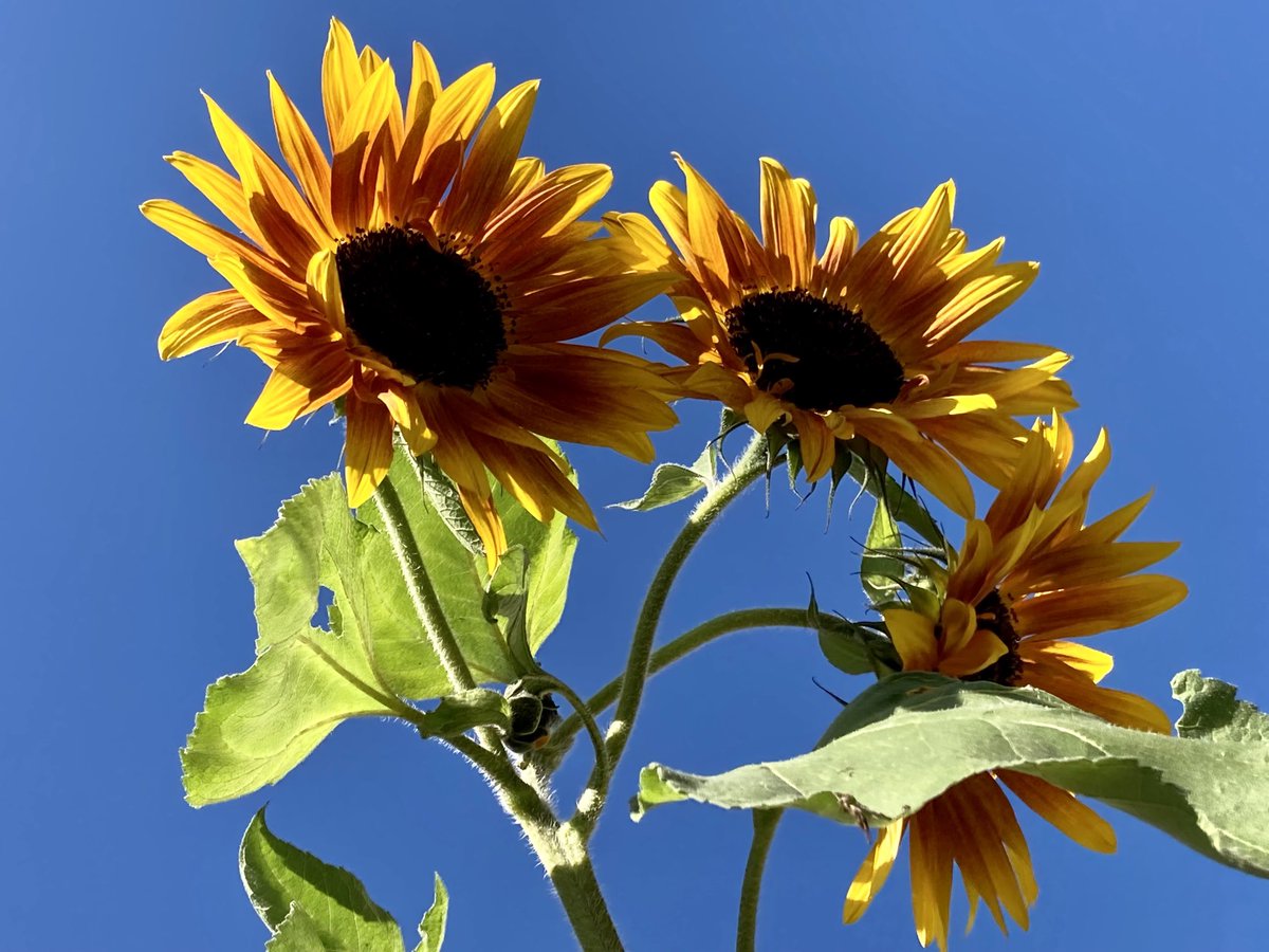 💙🌻💙😊
#FlowersOnFriday #FlowersForUkraine 💙💛🇺🇦