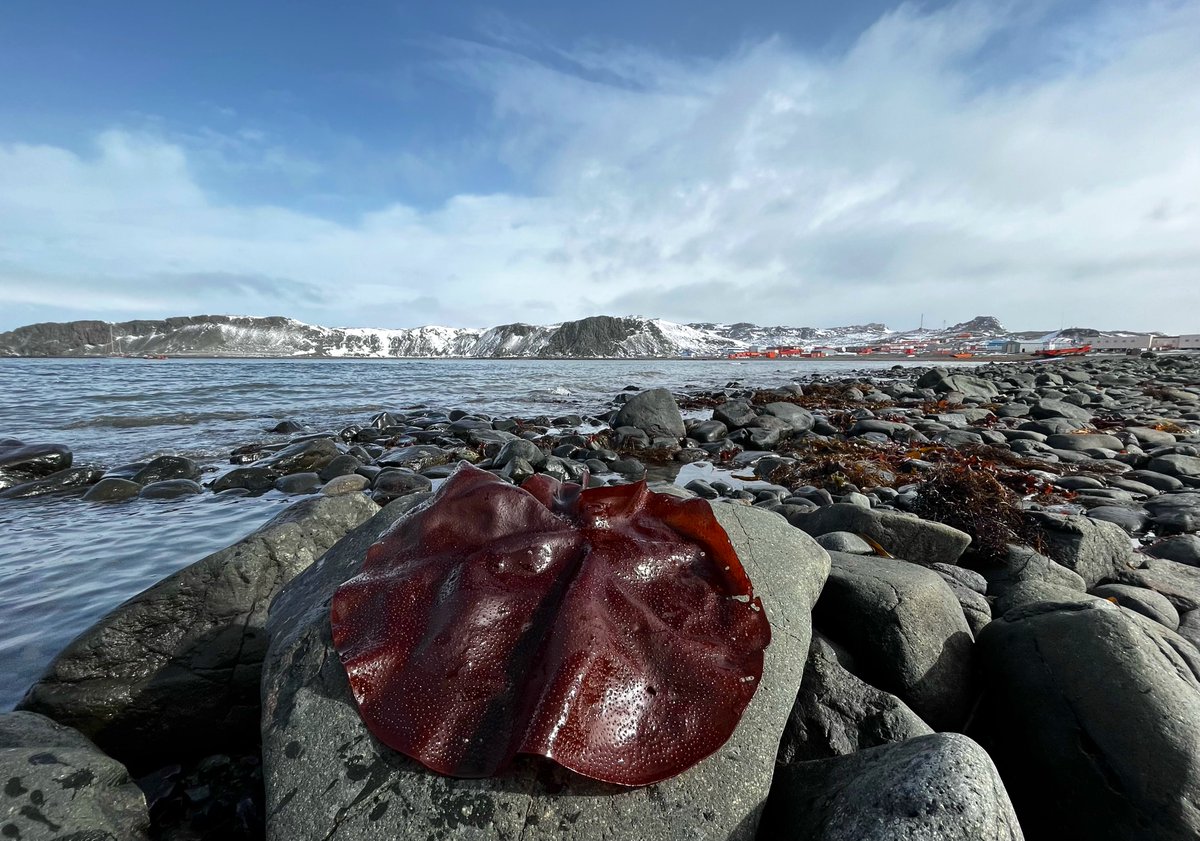 erasmomac's tweet photo. Luga roja antárctica ❤️
“Sarcopeltis antarctica”, material varado en Bahía Fildes, Isla Rey Jorge.
#ViernesFicologicos #PhycologyFriday #Algas #Seaweeds #Rhodophyta #AlgasRojas #Antarctica #Gigartinales #ECA59 #CentroIDEAL #AlgaLAB #centroimar #nucleomileniomash #ulagos #CeBiB https://t.co/nX5ellnhIg