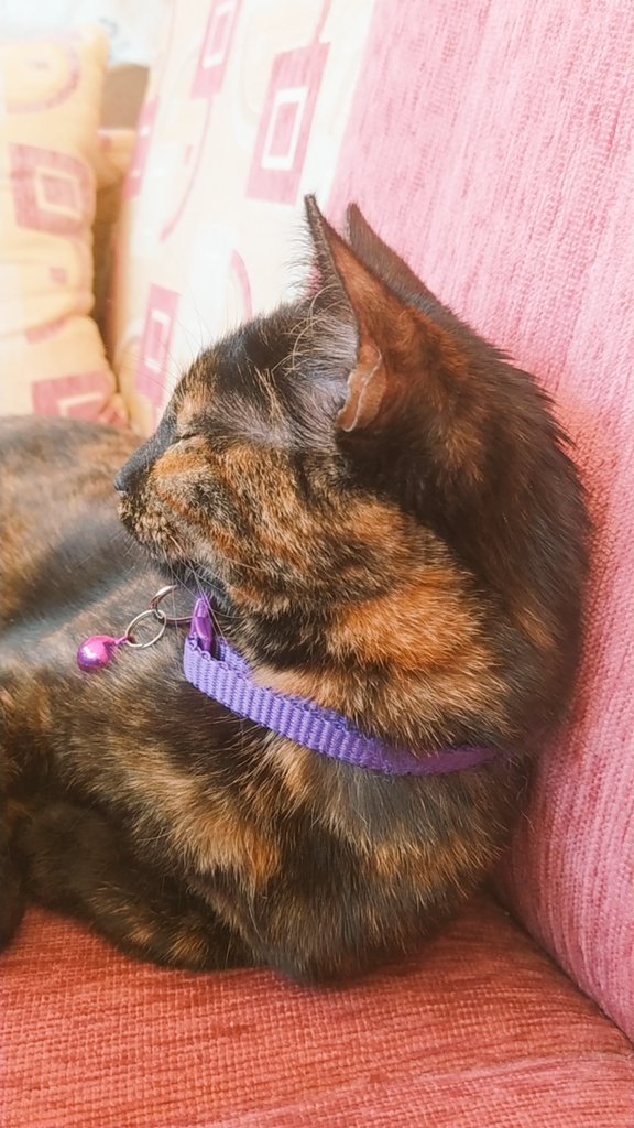 derin_boyaci's tweet photo. Yatağımı paylaştığım yetmiyor,kısmetse oluru da beraber seyrediyoruz💤 https://t.co/RskJ5SNoO9