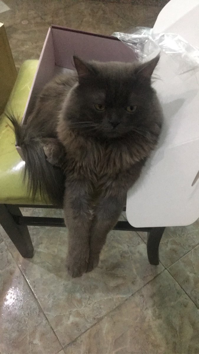 On this last Friday of February 2023, we bring you (some of) the cats of Sigasi 😻

Have a picture of a cute floof? Feel free to share! After all, that's what the internet was created for, right? 😼