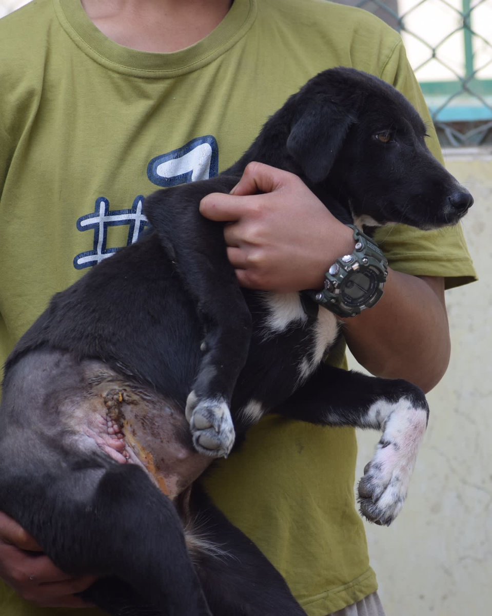 kawfoundation's tweet photo. LOVELY NEEDS A VIRTUAL PARENT!

At ₹3500 ($42-43 USD) every month, you can be a virtual parent for our little survivor. Lovely is a young community stray who was rescued by our team, a few days ago. 

To sponsor Lovely:
Whatsapp/Text: +91 9560470202
#sponsor #Dog #fyp #help https://t.co/gCMZtpN17l