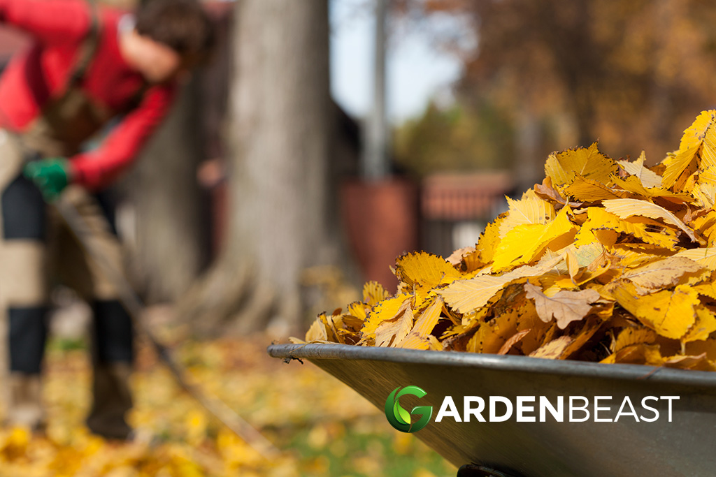 Fallen Leaves: Should I Sweep or Keep? What You Need to Know

gardenbeast.com/fallen-leaves-…