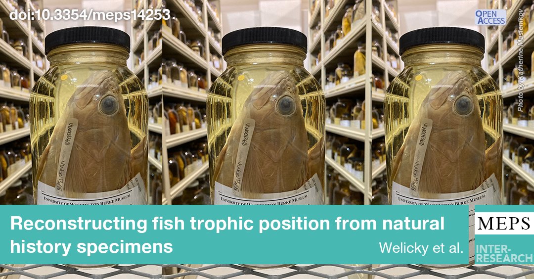 MEPS_IR's tweet image. A lot has changed for ocean ecosystems in the past century. Have generations of change influenced fish foraging ecology? Isotope data from natural history specimens reveal that the answer is yes and no. #FeatureArticle
bit.ly/meps_706_1