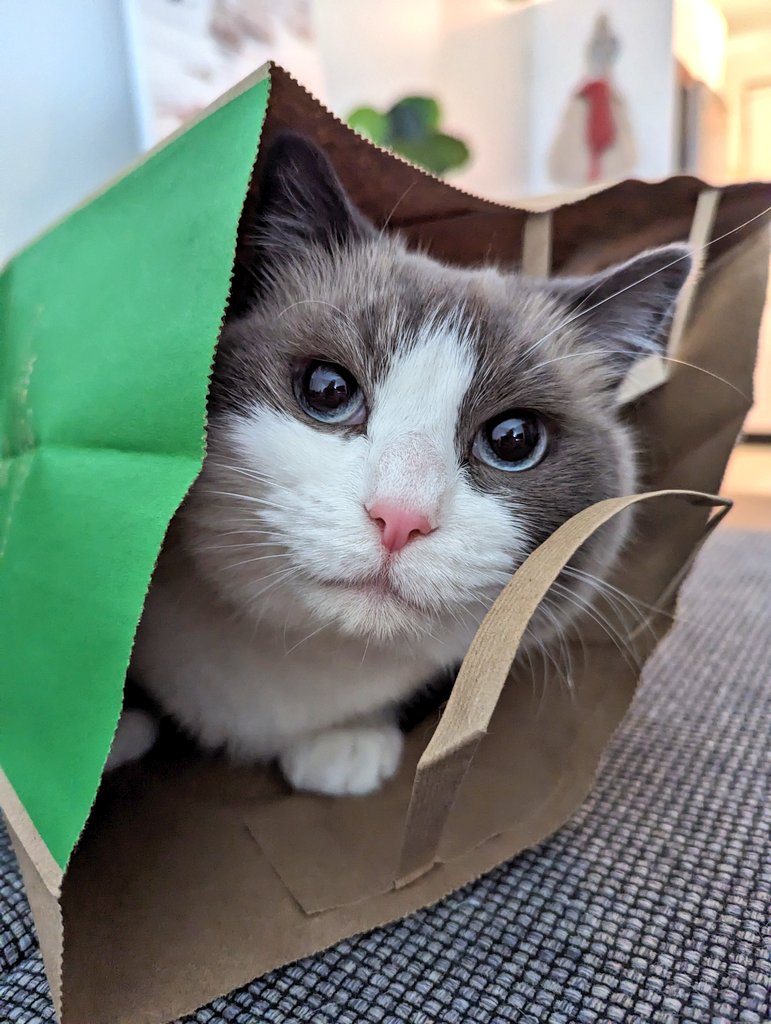 MatchhBox's tweet image. Casper's all-time favourite toy . . .
Subway paper bag 🤣😭