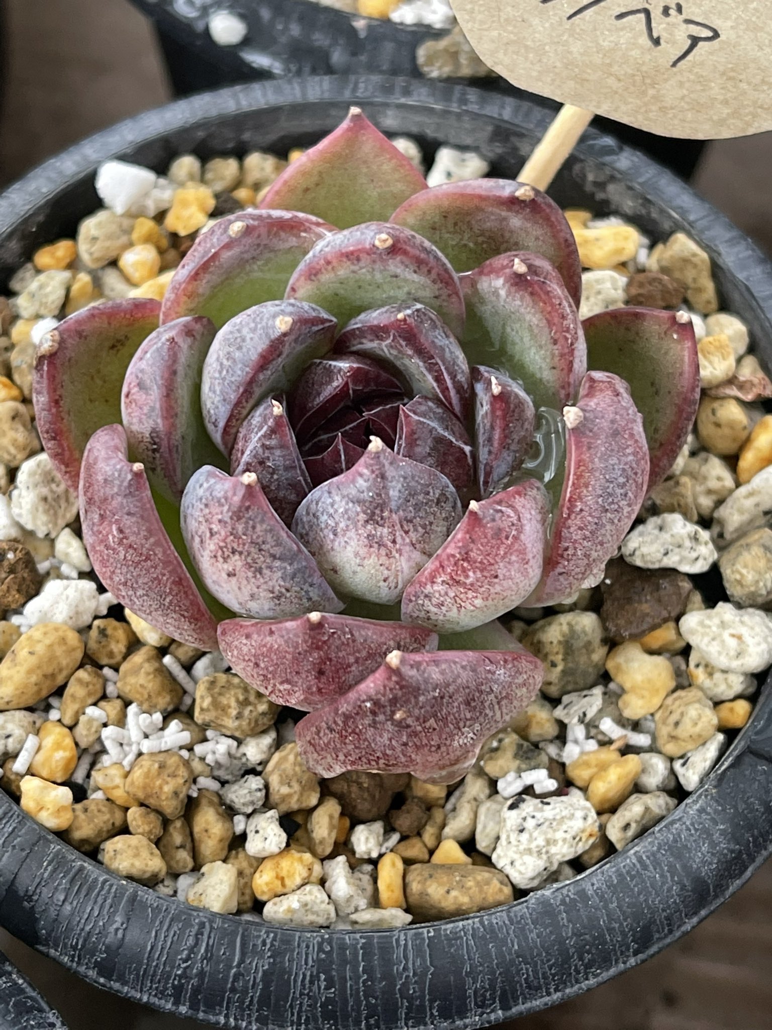 多肉植物 ヒューミリス　抜き苗　大和高原の多肉屋 多肉植物 ヒューミリス 抜き苗 大和高原の多肉屋