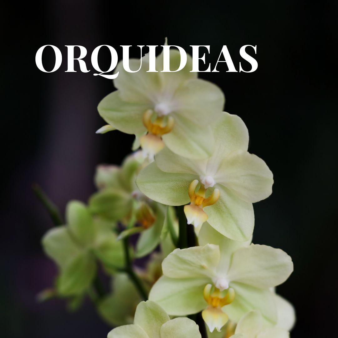 ViverosAznar's tweet photo. Fáciles de cuidar. la orquídea es una de las flores más populares tanto para decorar tu hogar como para regalar. 
Ven a Viveros Aznar y descubre esta y otras muchas más flores.
.
.
.
#floresaznar #viverosaznar #flores #plantas #vivero #zaragoza #zgz #plantlover #regalo #orquidea https://t.co/cF4aBQUHOI