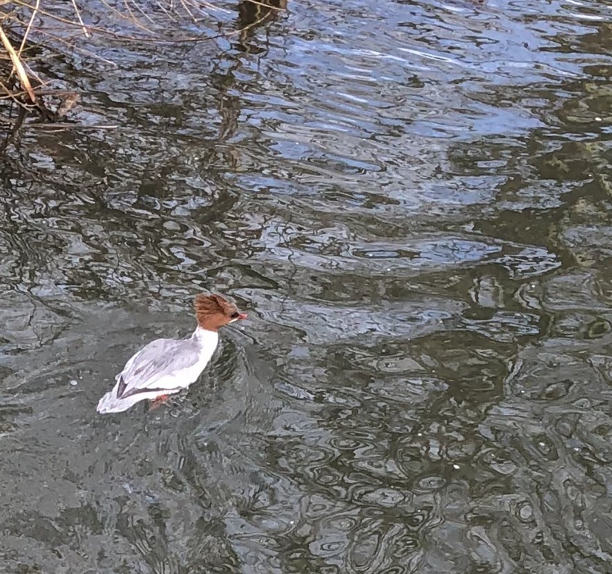 This little lady was spotted by Kate our centre manager on her way to work at worldofjamesherriot.com this morning.... Can anyone identify her? 🧐
#acgas #jamesherriot #thirsk #herriotcountry #discoverhambleton #yorkshire