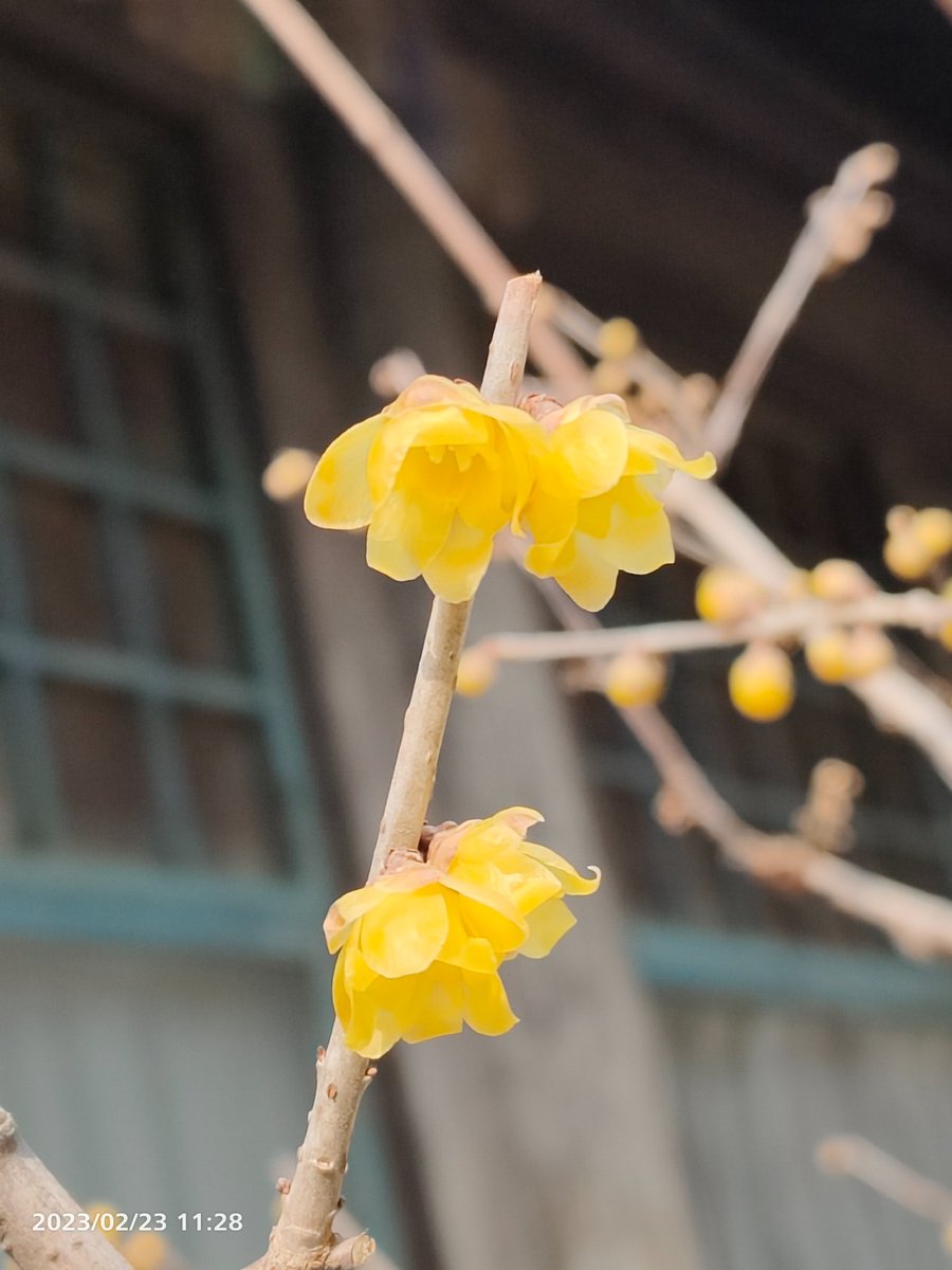 june_juneli's tweet photo. Wintersweet bloom in spring of #Beijing https://t.co/Boe0GyufkQ