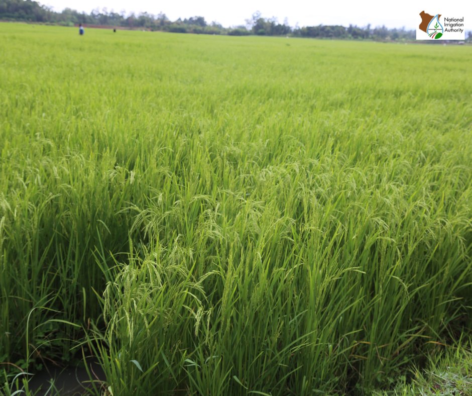 National Irrigation Authority on Twitter "Mwea Irrigation Scheme has