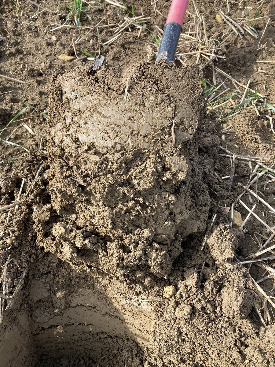 SFI digs in Leicestershire. First dig and look at that 🪱 #healthysoils #sfi #omnia @Hutchinsons_Ag
