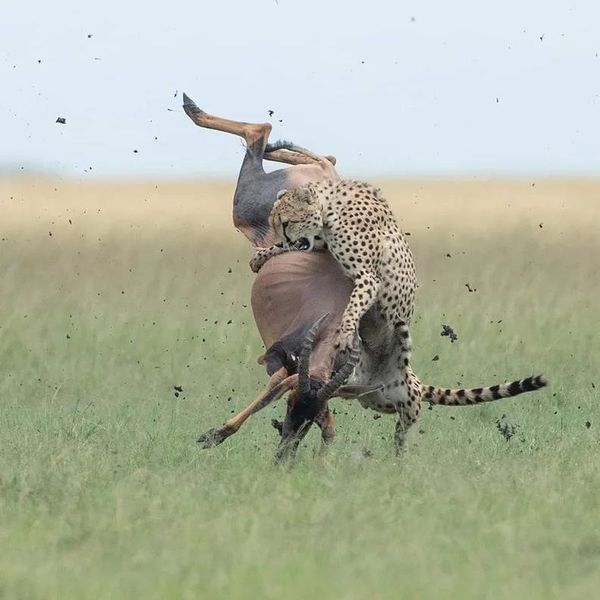 NatureinSpirit3's tweet photo. Heartless though it may seem to some, but it's among the least harmful thing in the Wild.
We can customize your perfect itinerary in just a few minutes.
#unforgettabletanzania #kaributanzania #kaributanzania #serengeti #wildlife #wildserengeti #predators #preys https://t.co/1HKjWCi10F