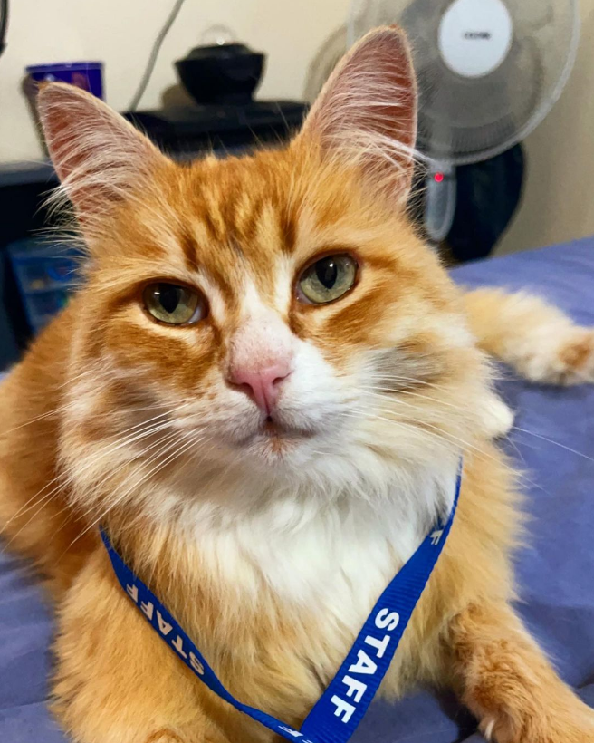 weblutions's tweet photo. Meow!? https://t.co/W5quxvnm2m