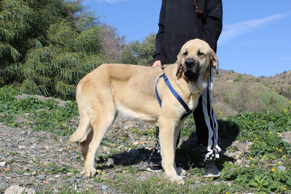 protemalaga's tweet photo. Algélica, 2 años, tamaño grande.
Algélica es una perra muy noble de gran corazón. Es muy tranquila, cuando sale al patio juega un poco con sus compis pero rápido se acerca a nosotros para que la llenemos de amor. Si te ha robado el corazón escribe a: moduloc@protectoramalaga.com https://t.co/bHnqFFTYcZ