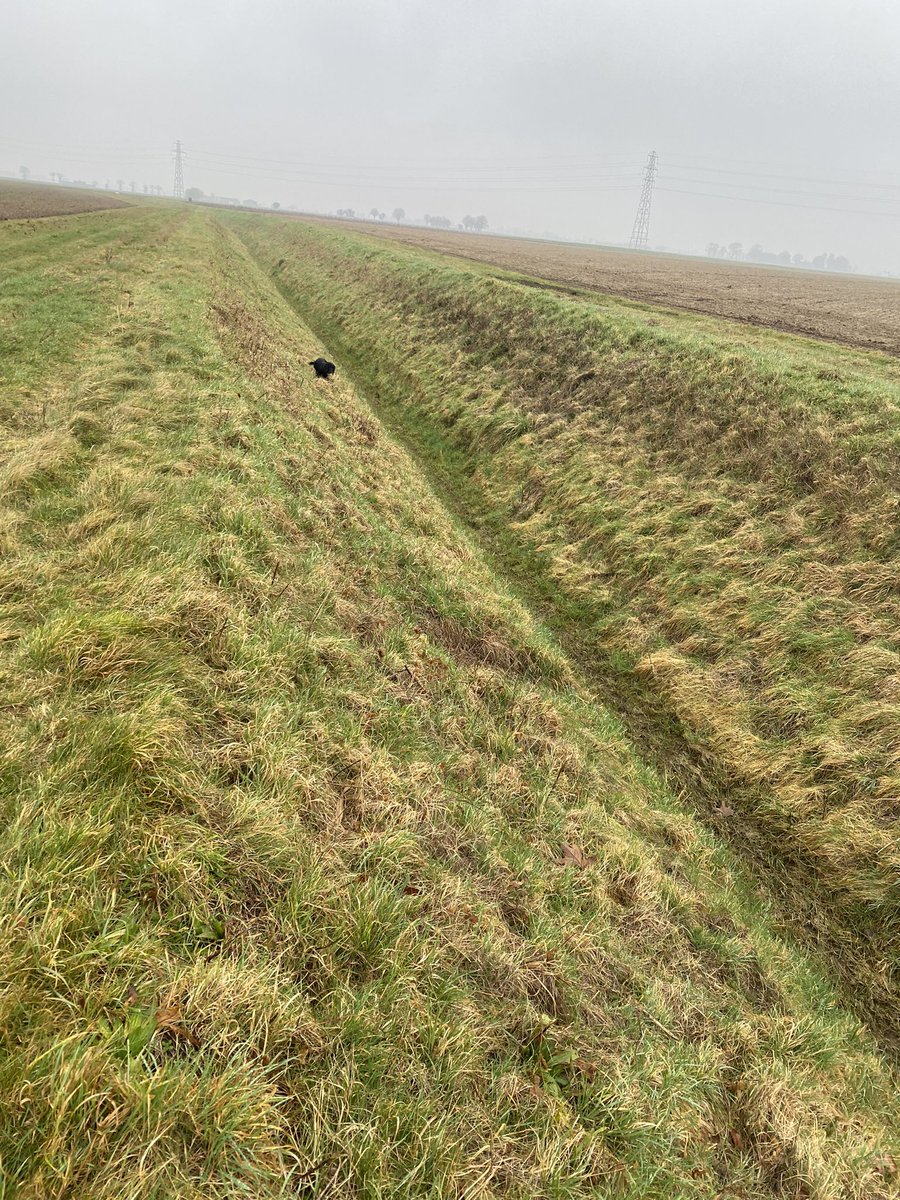 David Hoyles tweet media