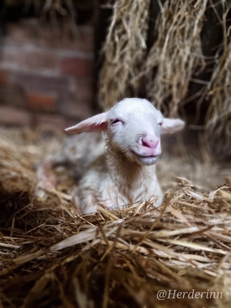Zo trots kan je zelf zijn als 100ste lammetje van dit jaar. Happy lam 😍🥰