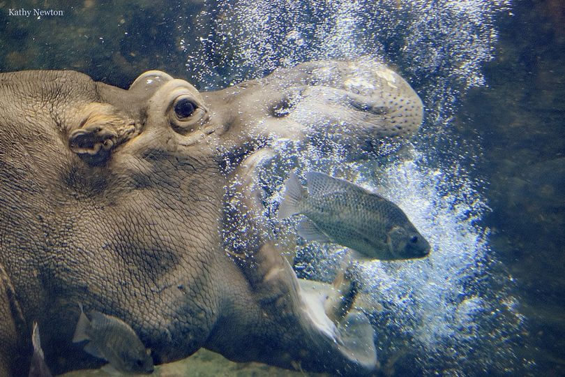 touiter on Twitter "RT CincinnatiZoo Tucker! Fish are friends, not