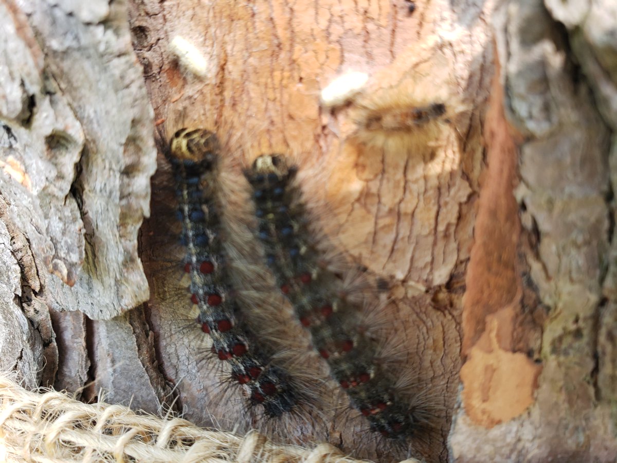 citymississauga's tweet image. Get involved &amp;amp; help prevent the spread of invasive species for #InvSpWk!

🌱Report an invasive species
🌱Become a Natural Areas Stewardship Volunteer
🌱Join a virtual or in-person event for #InvSpWk

Learn more: ow.ly/txJL50MOjrk @saugaparksrec #NISAW