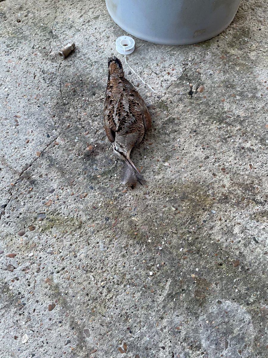 Can any twitchers identify this please?