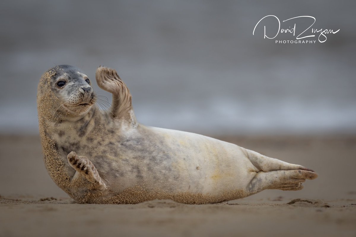 DavidZinzan's tweet photo. Atlantic Grey Seal. Horsey Gap, UK #nature #wildlifephotography #TwitterNatureCommunity @ThePhotoHour @Natures_Voice https://t.co/tOpdGyycFP