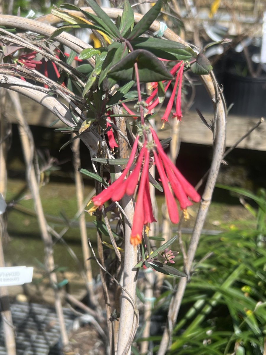 Wild honeysuckle is a native species, Lonicera sempervirens.  Unlike the invasive Japaneses species, it is not aggressive &amp; is a nice blooming vine that hummingbirds love. If not sold out at online sales, ⁦<a href="/MobileGardens/">Mobile Gardens</a>⁩ has red &amp; yellow cultivars at the Spring Plant Sale.