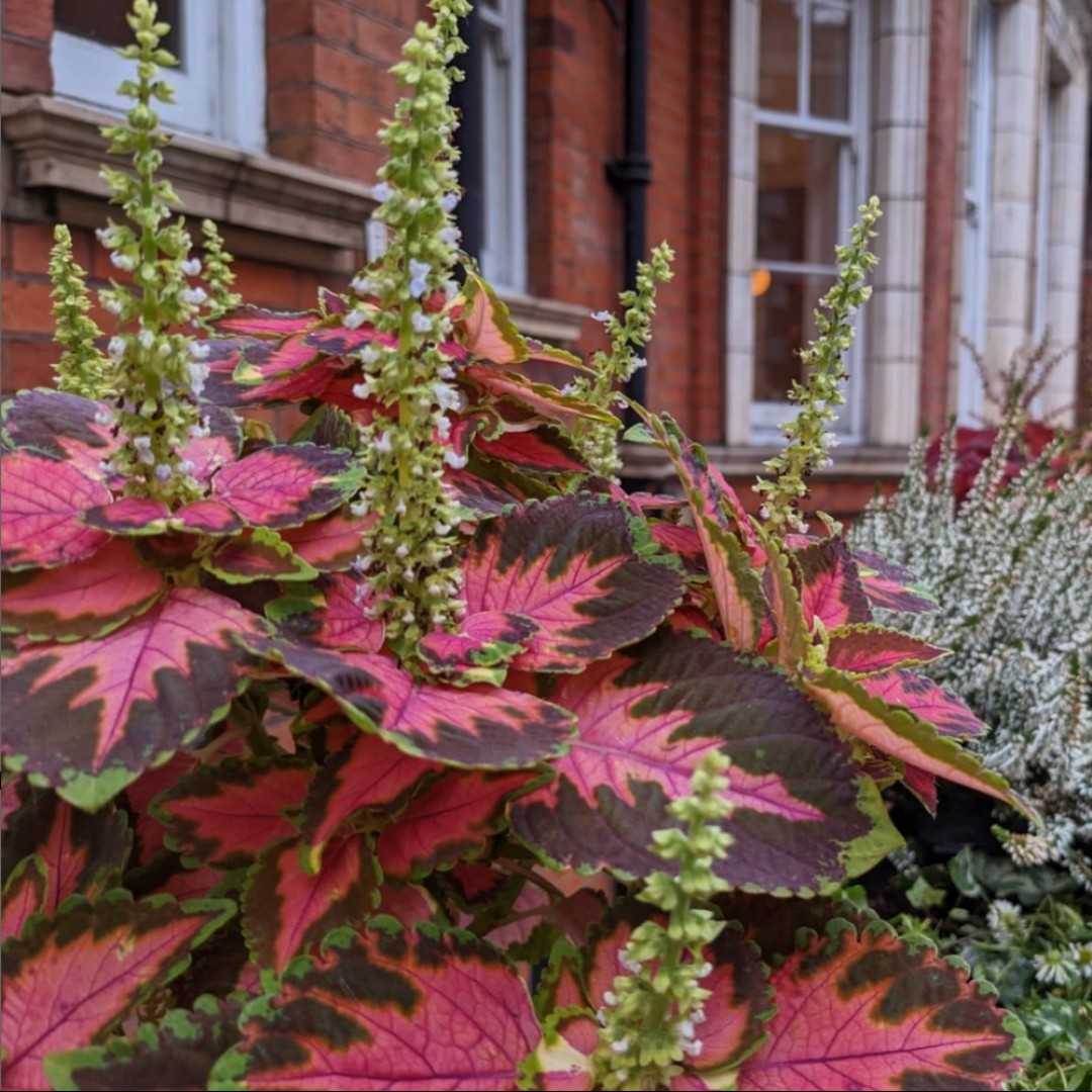 living_windows's tweet photo. This stunning coleus and white heathers match the colours of this building perfectly.
#westminster #london #autumnlondon #prettylondon #corporategardens #beautifulworkspaces #workspaces #livingwindows #windowboxes #windowplants #windowgarden #londonoffice #londonoffices https://t.co/hLZLqX4Wzg
