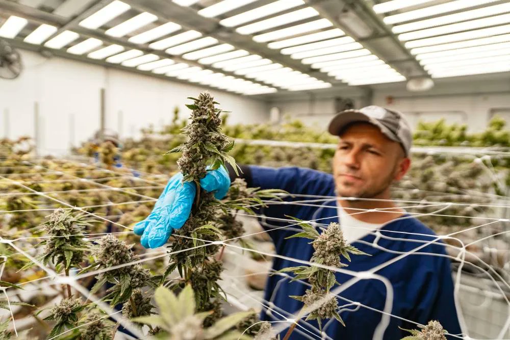 #Jokerz, #HellaJelly, #CherryPie, #PurpleMajik — we could sit here and list strains all day long. But have you ever wondered how new cannabis strains get made? You’ve come to the right place. Check out this blog to see: buff.ly/412xxNL
