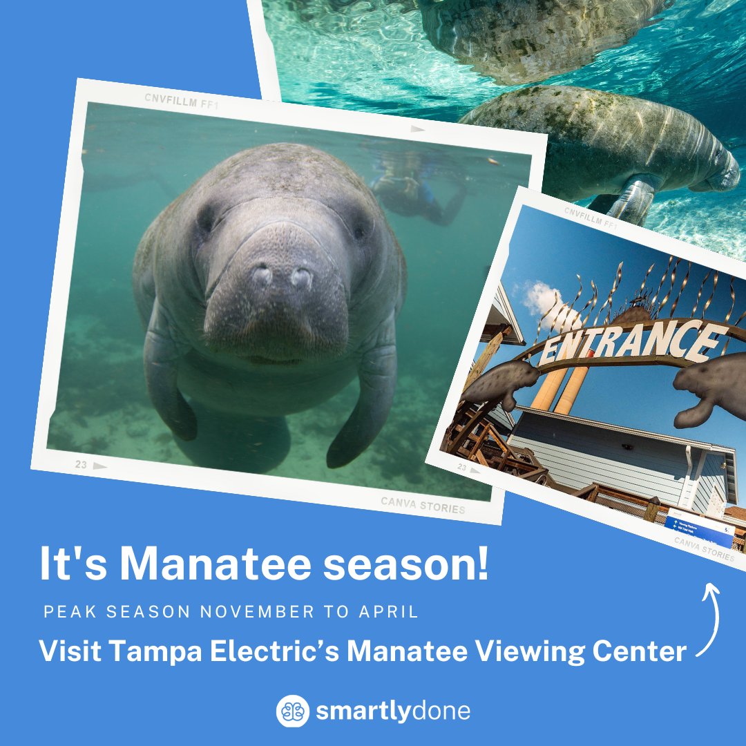 SmartlyDoneWebs's tweet image. In Central Florida, we love manatees! Tampa Electric’s headquarters has a viewing center for locals and visitors to spot the manatees closely. You’ll likely find them during the cooler months between November and April.