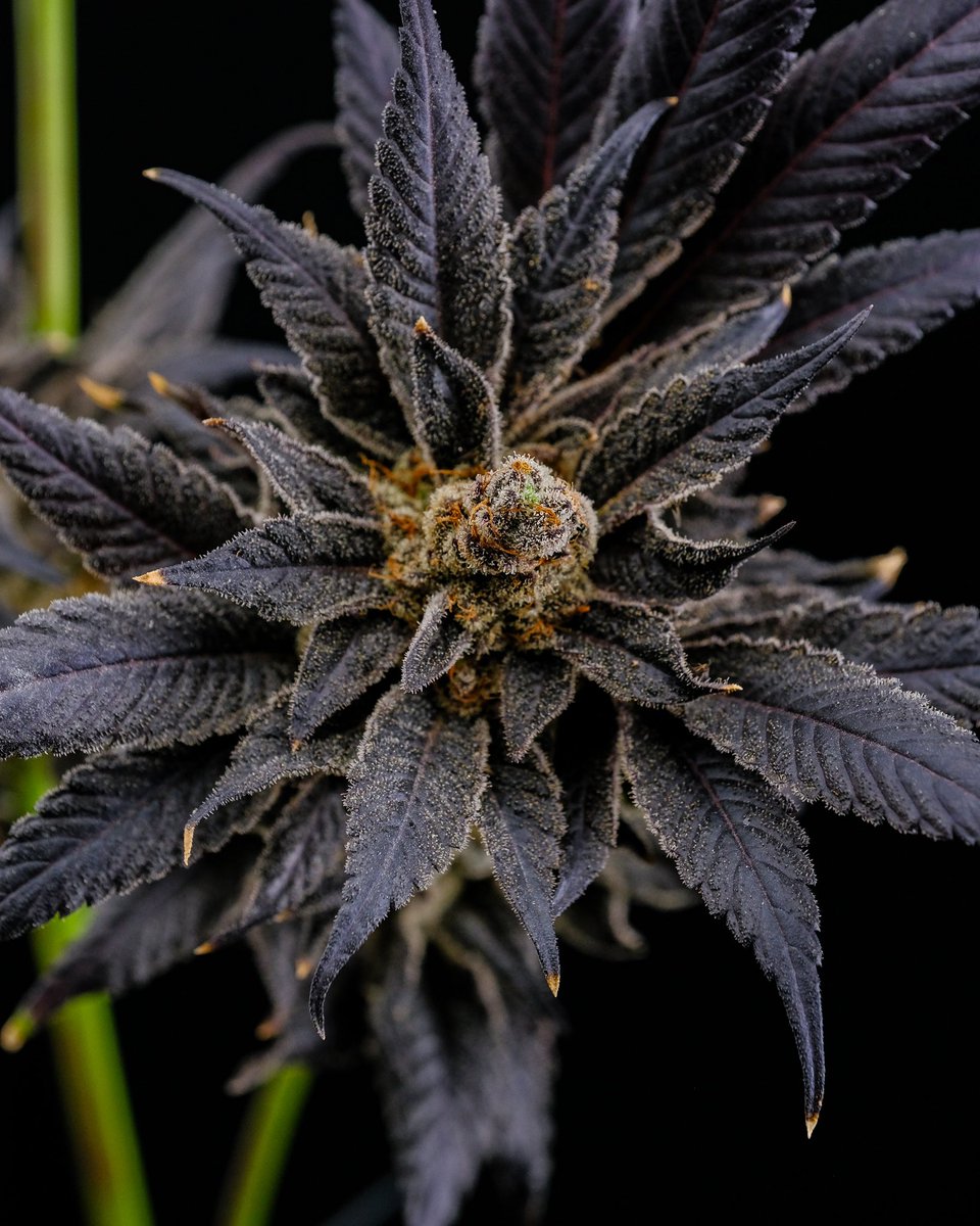 herb_chronicles's tweet photo. BUILT. NOT BOUGHT. HUSTLED, NOT HANDED. EARNED, NOT GIVEN. #hustle #canabis #FridaysForFuture #CannabisCommunity #fridayfun https://t.co/Oi4TST9B2F