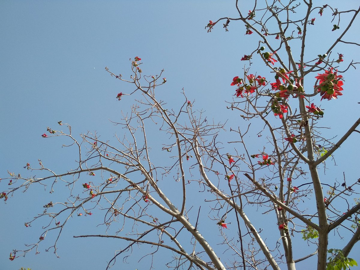 deorachandra's tweet image. Last year I saw semal tree first time and that too in my city. Earlier I had seen them in your post only and I had not idea about the size of its flower. When I saw this tree first time I was flabbergasted. I was like such big old semal in my town!
#SemalStories #semal