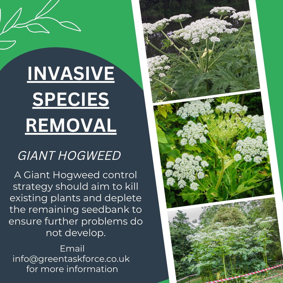 GreenTaskForce1's tweet photo. Giant Hogweed is a vigorous and widespread #invasivespecies in Britain, posing a health risk to the public.
The #GreenTaskForce has experts trained in the safe and quick removal and disposal of various invasive species
Email info@greentaskforce.co.uk for more info https://t.co/64GFIDOQ6C