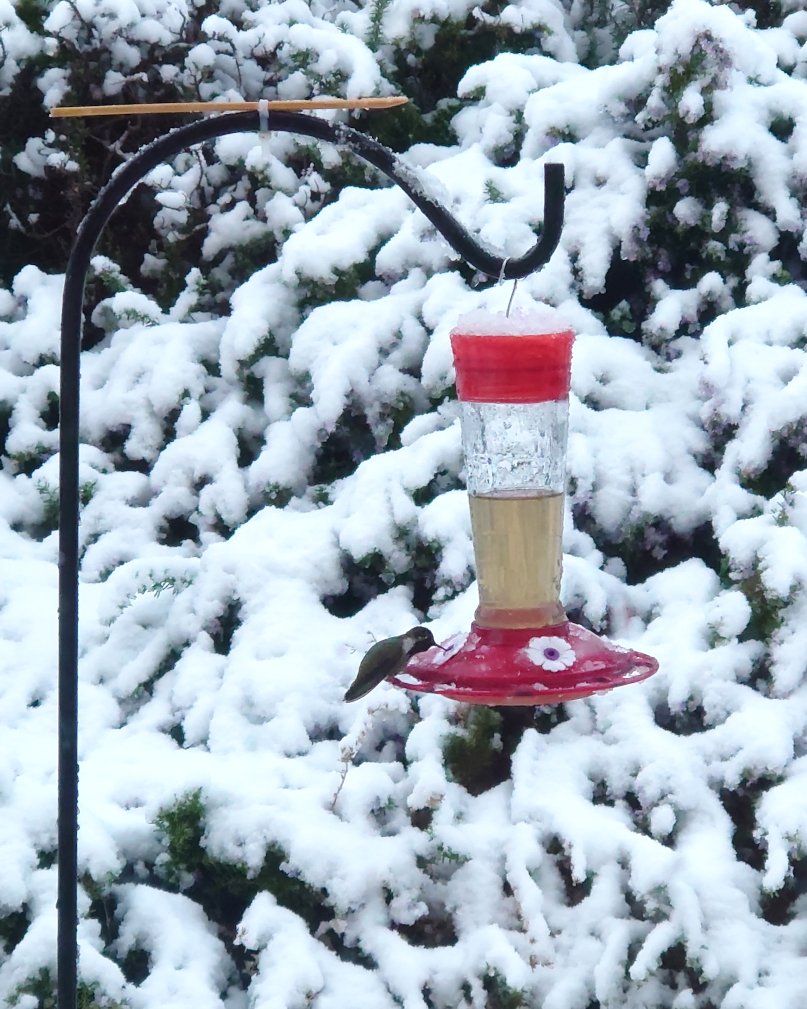 Snow in the desert! I cleaned off their feeders first thing.
#GoOutside #BirdWatching #Hummingbird #Hummingbirds #Hiking #Hike #Trees #MotherNature #Outdoors #Mountains #Cabin #Desert #CuteAnimals #Snow #Snowing #LancasterCA #Palmdale #AntelopeValley #Mohave #naturephotography