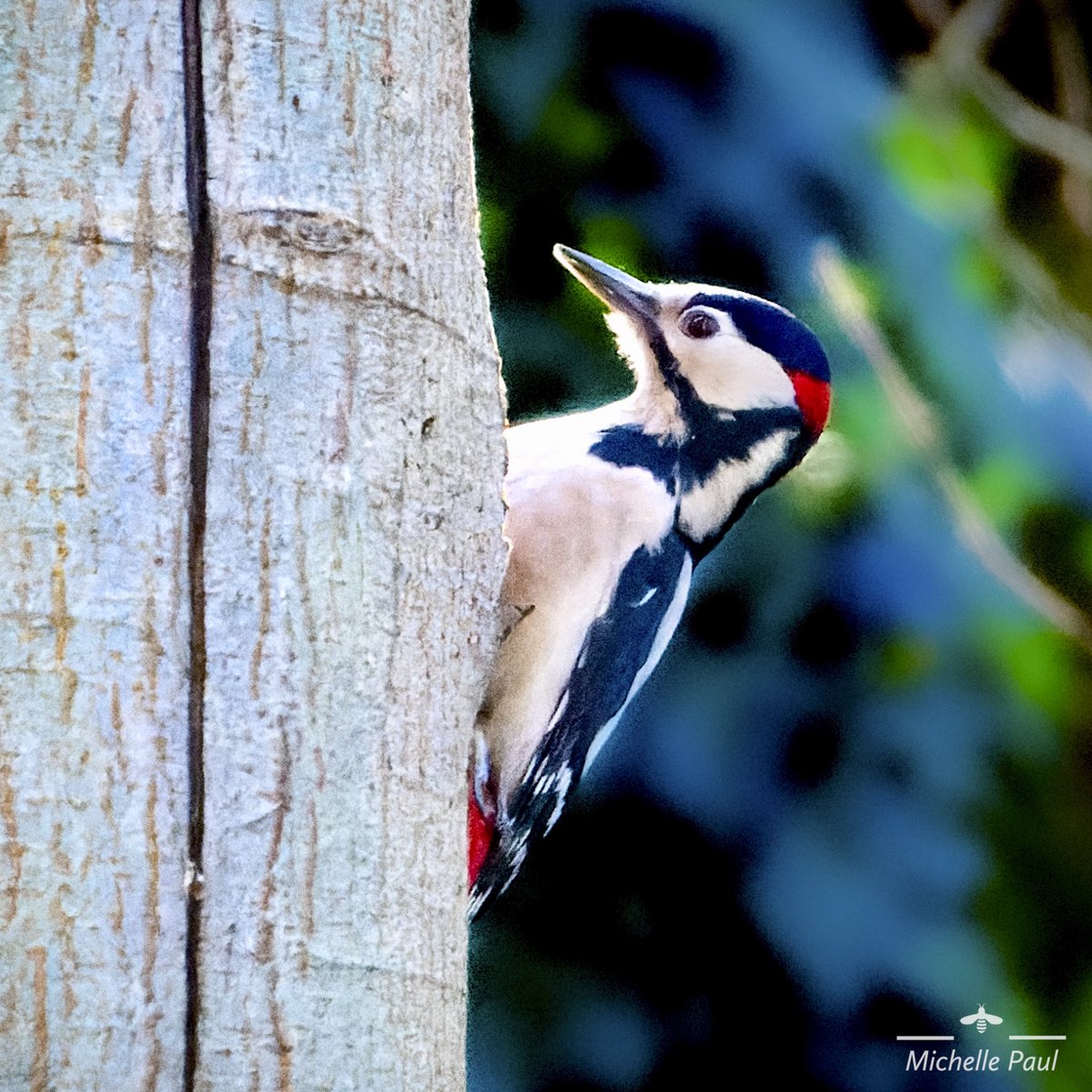 Great spotted woodpecker enjoying the sunshine ☀️ 

#BirdsSeenIn2023 #BirdsOfTwitter #BirdsGiveBack #birdwatching #birdphotography #birds #woodpecker #britishbirds #TwitterNaturePhotography #TwitterNaturePhotography