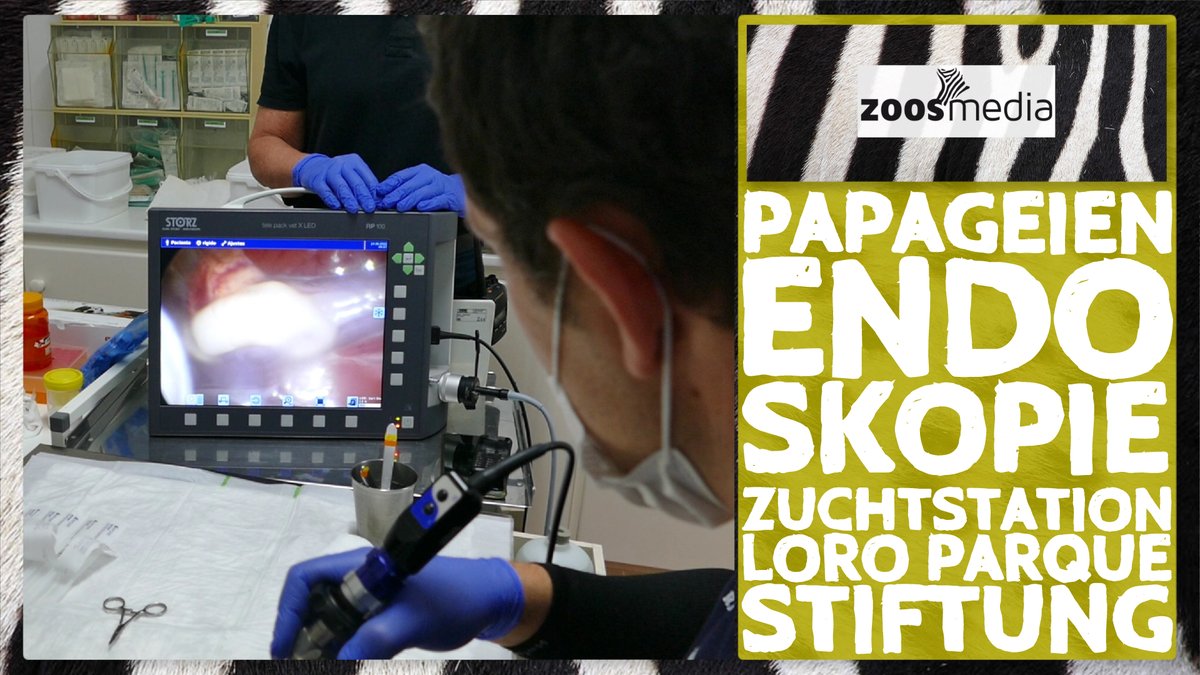 zoosmedia's tweet photo. Zum #ThrowbackThursday schauen wir mal in ein paar Papageien:
▷ https://t.co/PpwkLeP2XL
#loroparque #papageien #endoskopie #zoos #tiere #loroparquestiftung #veterinaermedizin #teneriffa #artenschutz #zoosmatter 🦓 https://t.co/ojgL6aW5kB