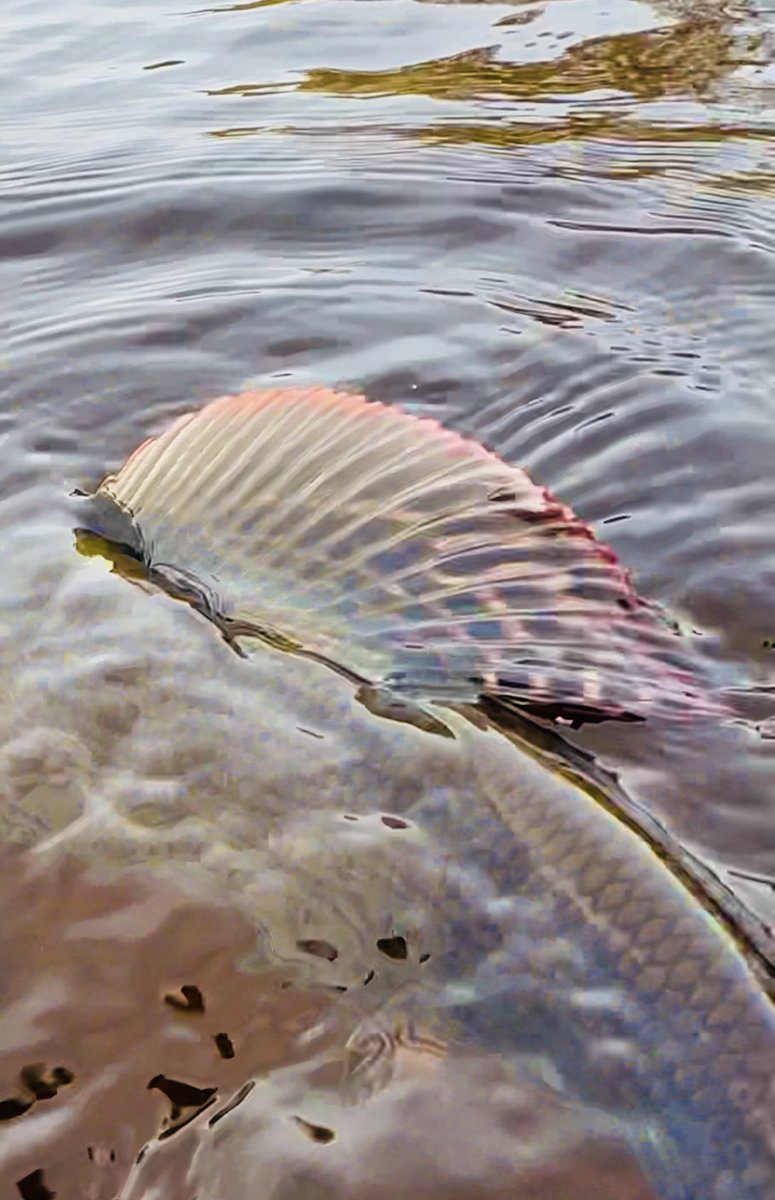 Simply stunning yesterday 🏴󠁧󠁢󠁳󠁣󠁴󠁿 #flyfishing #fishing #riverfishing #atmospheric #grayling #graylingflyfishing #soundofwater #angling #greatoutdoors #countryside #riverside #rivers #fishingguide #guidedfishing #scotlandtour #visitscotland #fishingtrip #fishingtrips #anglingscotland