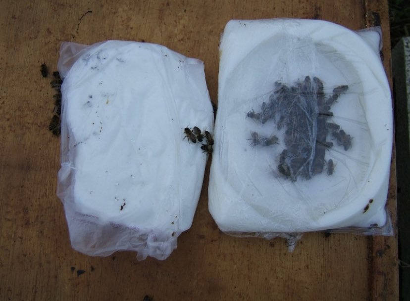 Do your bees need feeding? Find out more information on feeding bees here. nationalbeeunit.com/downloadDocume…      A oes angen bwydo eich gwenyn? Darganfyddwch fwy o wybodaeth yma. nationalbeeunit.com/downloadDocume…