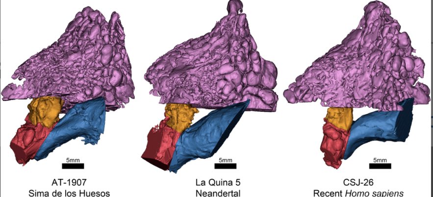 The curious story of how the hearing of the Neanderthals evolved to end up hearing like ours. New work <a href="/AnatRecord/">The Anatomical Record</a> I’m coordinating 
The ear of the Sima de los Huesos hominins anatomypubs.onlinelibrary.wiley.com/doi/10.1002/ar… Conde-Valverde <a href="/NachoMartinezM3/">Nacho Martinez Mendizabal</a> <a href="/JuanLuisArsuaga/">Juan Luis Arsuaga</a> <a href="/SENC_/">SENC</a> <a href="/CSICdivulga/">CSIC Divulga</a>