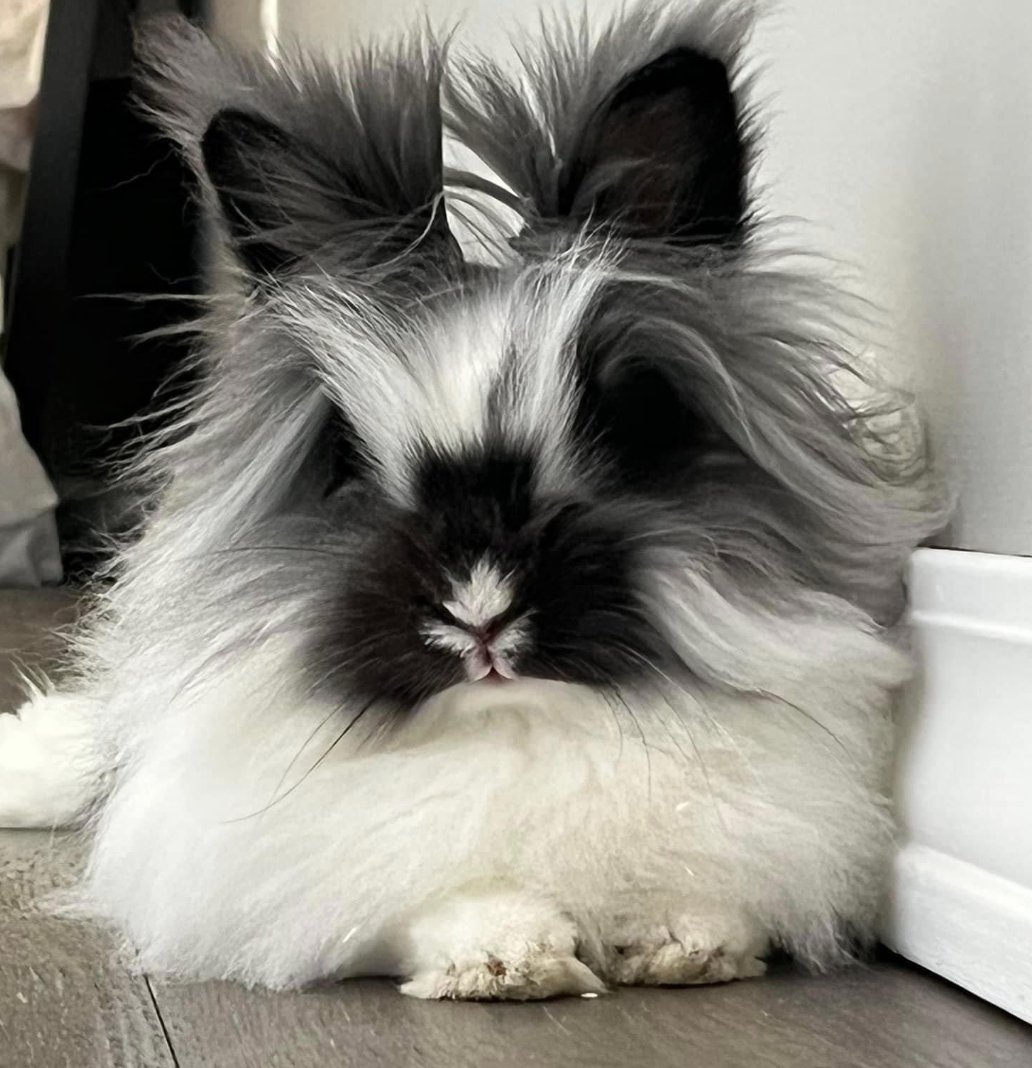 RabbitoftheDay's tweet photo. 📅 8th March 2023
🏷️ @ChessaSamuels
💕 #animaloftheday https://t.co/UAbT33yu2V