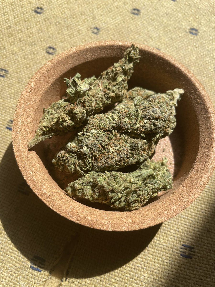 WeedRickCancun's tweet photo. Banana kush #weedcancun #weed #cancun #420 #420cancun #420community  #bananakush https://t.co/mptN3XMgf8