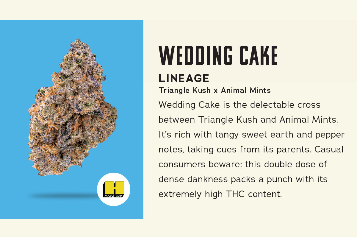 insaforreallife's tweet photo. Relaxing - Happy - Creative  = Wedding Cake #insaflower

#insaforreallife #insamassachusetts #mammj 
Consume responsibly. Nothing for sale.🚫 For use by adults 21+. Keep out of reach of children. Products may cause impairment and may be habit-forming. https://t.co/D3COjlj0KX