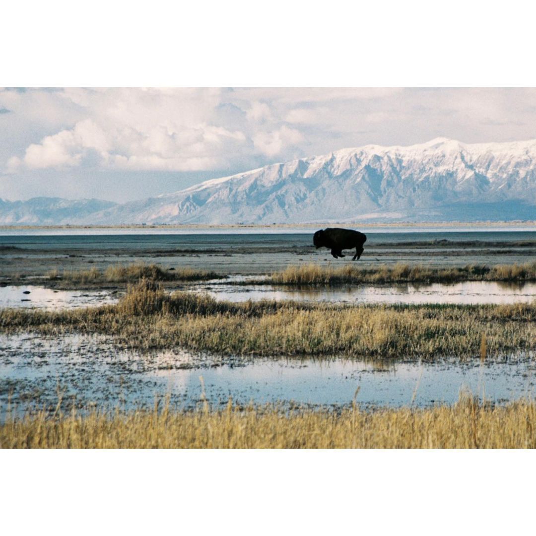 Loner

#utah #utahgram #utahisbeautiful #antelopeisland #greatsaltlake #saltlakecity