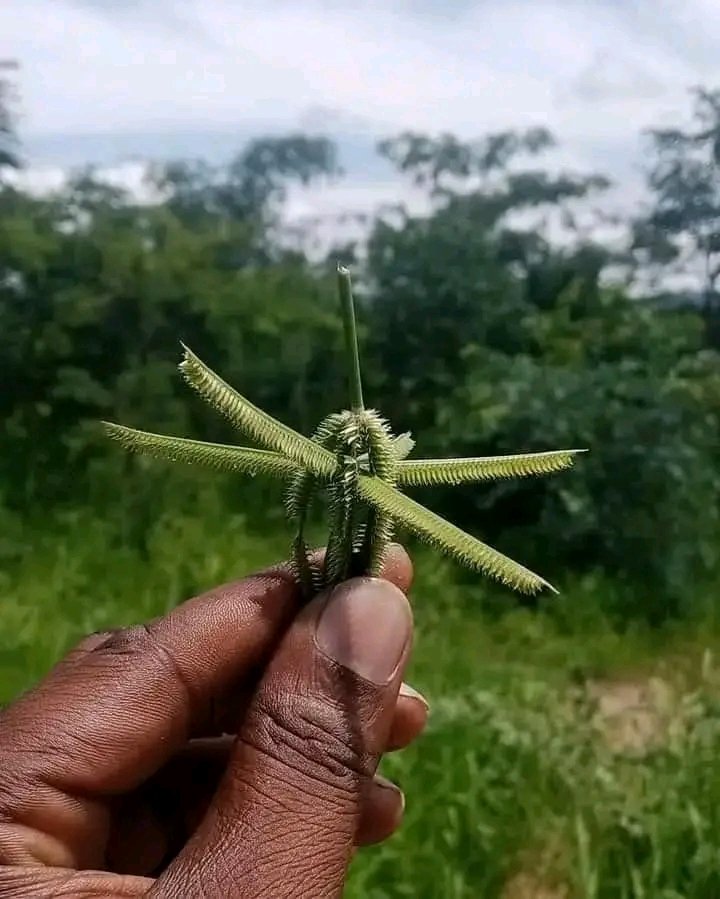 If you still remember, what's the name of this game?