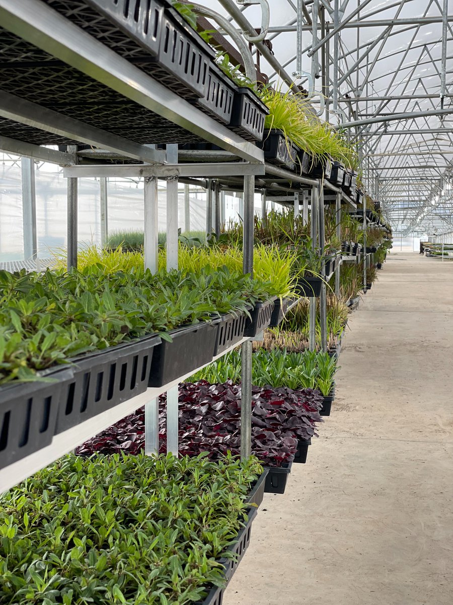 GPNmag's tweet image. Emerald Coast Growers gives efficiency-building tips from their ongoing plan.
gpnmag.com/article/updati…

@ECGrowers #greenhouse #efficiency #updating #greenhouselife